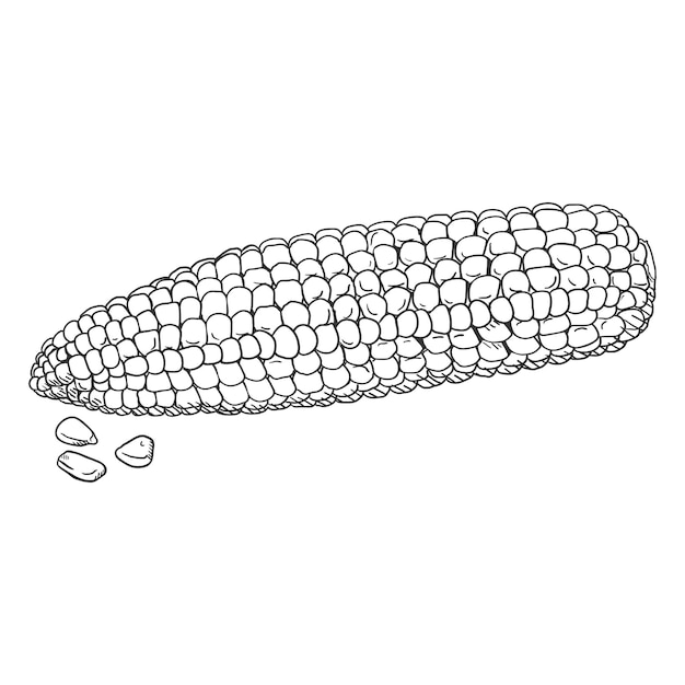 Vector Sketch Corn Cob