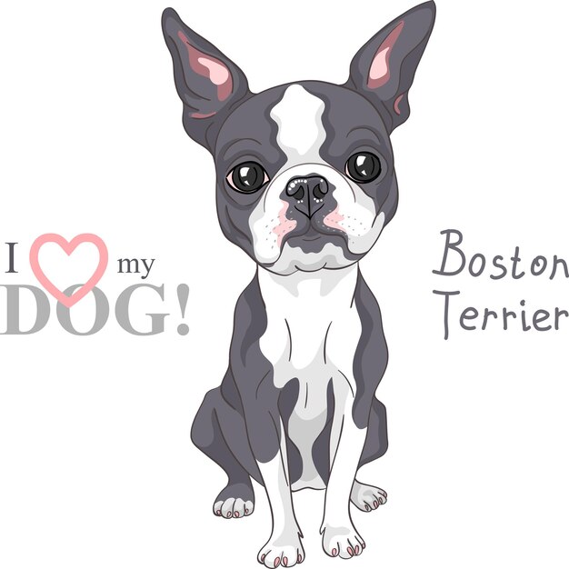 Vector sketch dog Boston Terrier breed serious