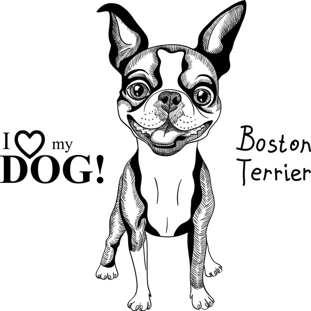 Vector sketch dog boston terrier breed smiling