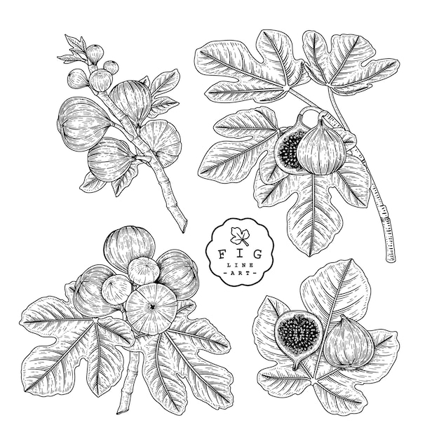 Vector sketch fig fruit decoratieve set.