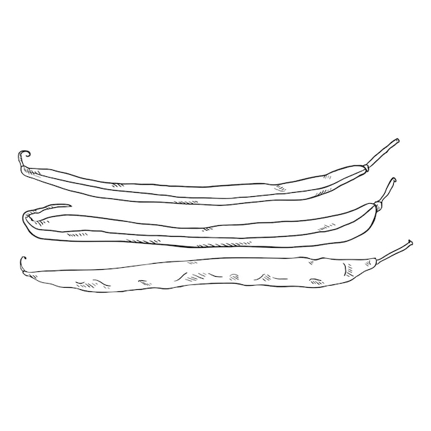 Vector Sketch French Beans