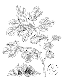 Insieme decorativo della frutta di schizzo di vettore. fig. illustrazioni botaniche disegnate a mano.