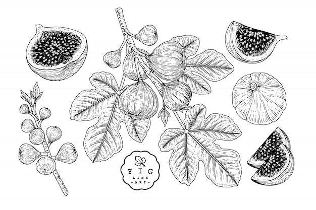 Insieme decorativo della frutta di schizzo di vettore. fig. illustrazioni botaniche disegnate a mano.