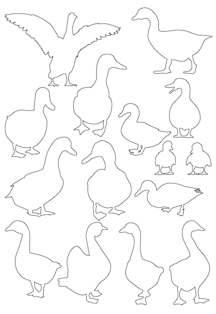 Vector sketch of geese