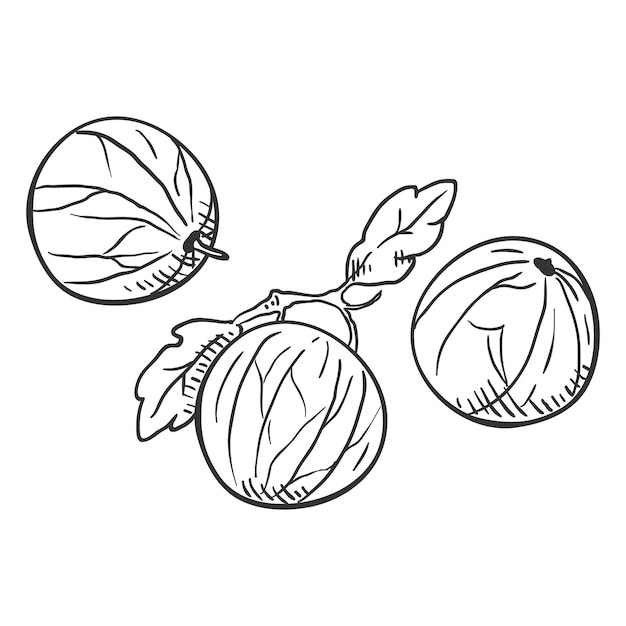 Vector sketch gooseberry illustration