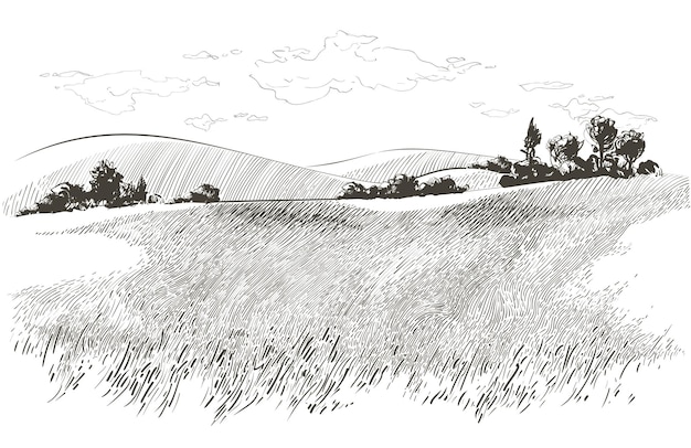 Vector vector sketch green grass field on small hills. meadow, alkali, lye, grassland, pommel, lea, pasturage, farm. rural scenery landscape panorama of countryside pastures. illustration
