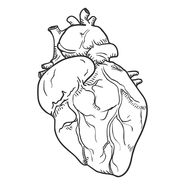 Векторный Эскиз Человеческого Сердца Анатомический Орган Иллюстрации