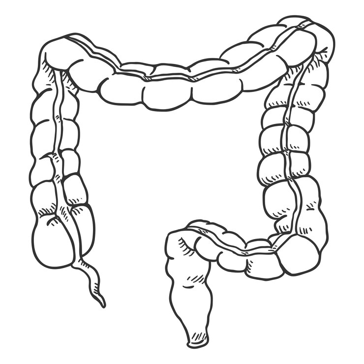 Vector vector sketch human large intestine anatomical organ illustration
