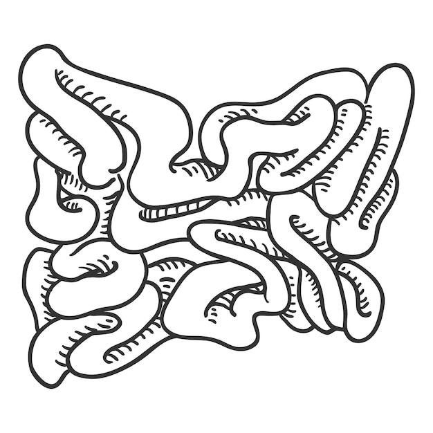 ベクター スケッチ人間の小腸の解剖学的器官の図