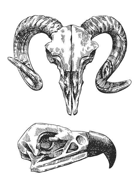 Векторный эскиз иллюстрации черепа животных Рисование вручную в стиле Бохо Использование для плакатов, открыток, печати для татуировки на футболках