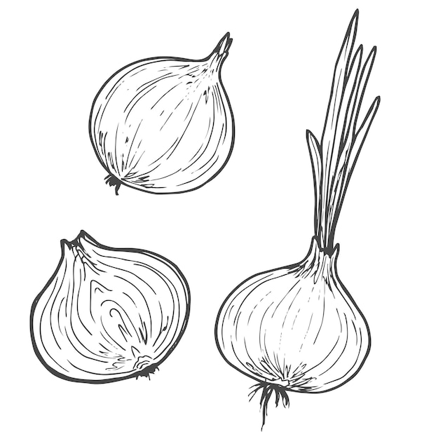 Vector vector sketch illustration of onion set drawing isolated on white half whole and cut rings