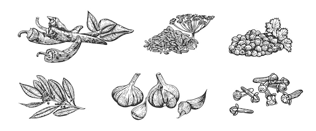 Vector sketch illustration of spices Hand drawn kitchen herbs chili fennel coriander bay leaf garlic clove