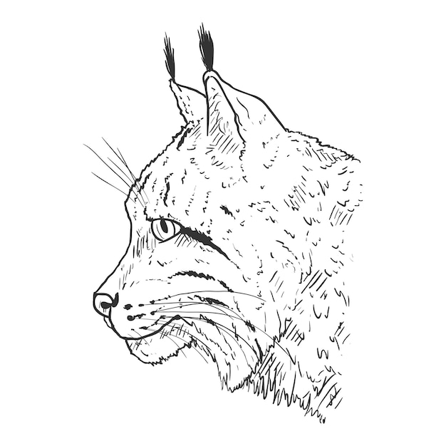 Vector vector sketch lynx head side view illustration on white background