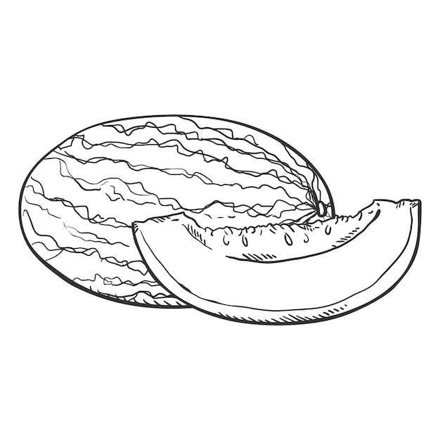 Vector Sketch Melon and Piece of it