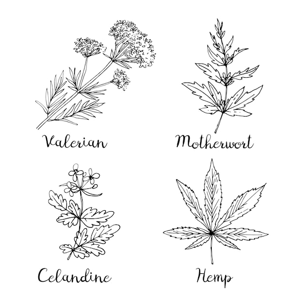 メディカル ハーブと花のスケッチはベクター。バレリアン、マザーワート、セランディン、ヘンプ