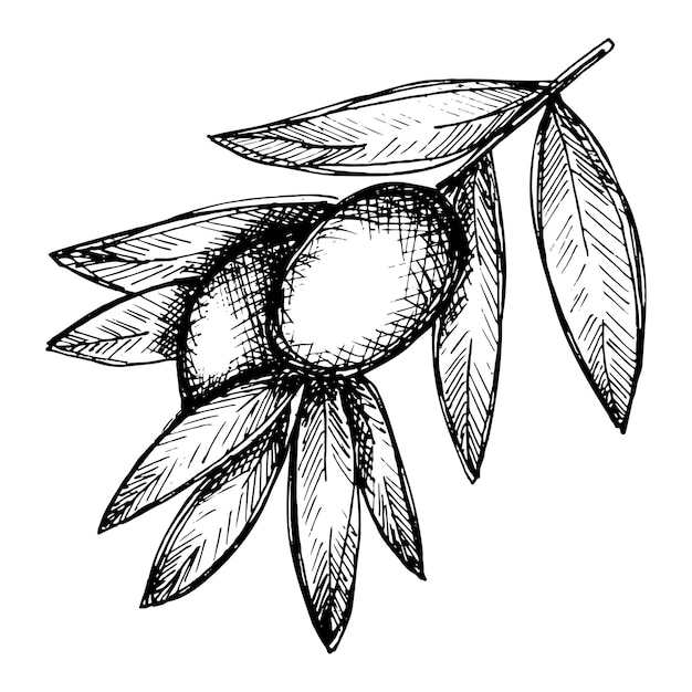 Векторный эскиз оливковой ветви Ручной обращается оливковый клипарт Эко-пищевая иллюстрация