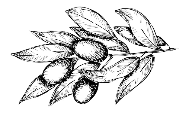 Vector sketch of olive branch Hand drawn olive clipart Eco food illustration