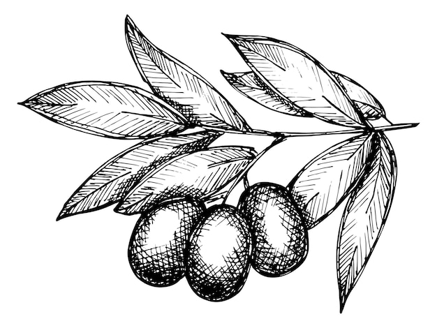 Vector sketch of olive branch hand drawn olive clipart eco food illustration