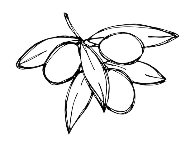 Vector vector sketch of olive branch hand drawn olive clipart eco food illustration