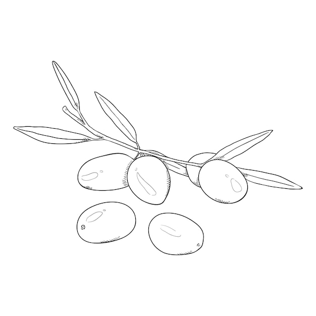 Vector Sketch Olives