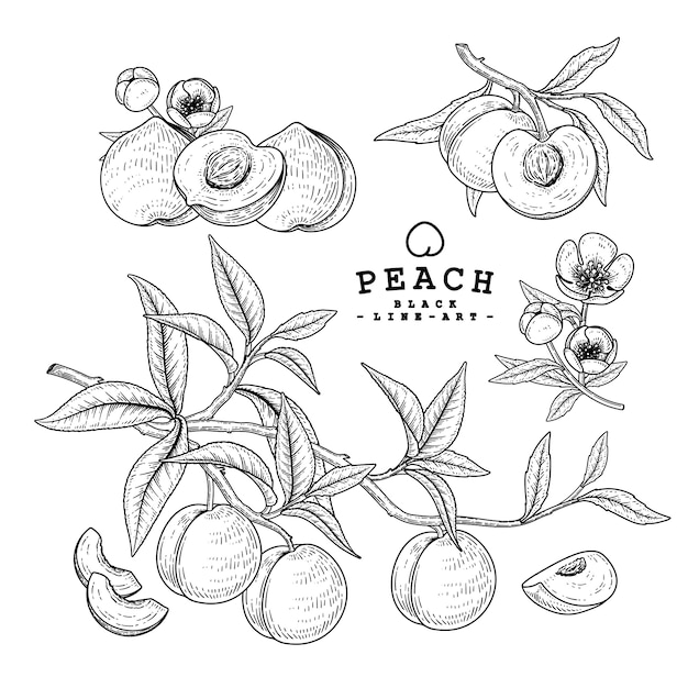 Vector sketch peach decoratieve set. hand getekende botanische illustraties.