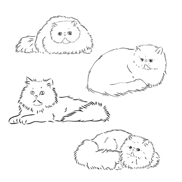 Vector Sketch Persian Cat persian cat vector sketch