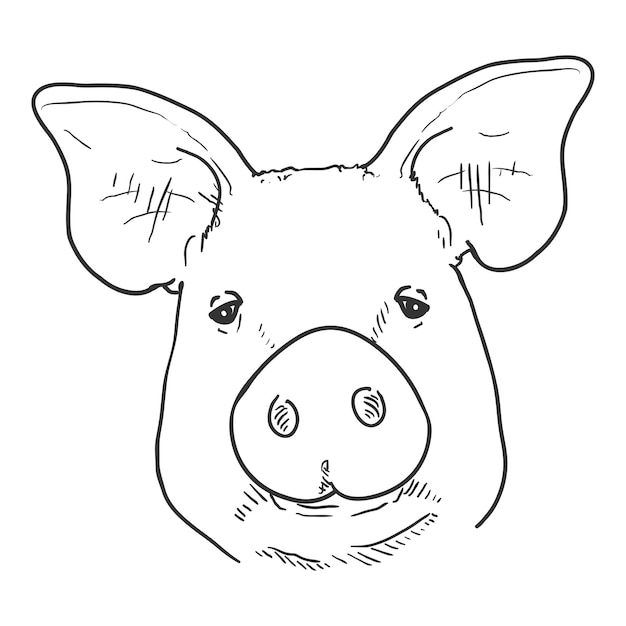 Vector sketch pig face front view