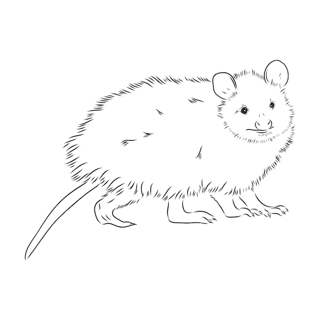 Vector vector sketch possum muzzle possum vector illustration