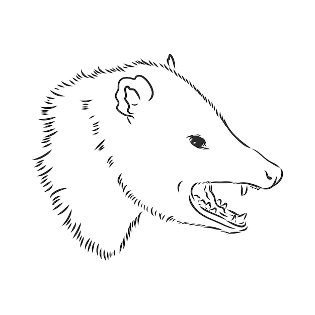 Illustrazione vettoriale di opossum muso di opossum di schizzo vettoriale