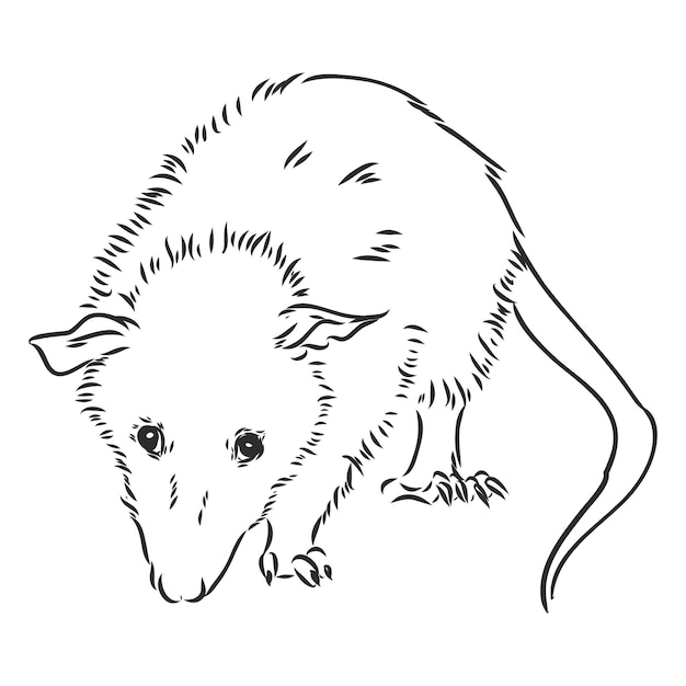 Illustrazione vettoriale di opossum muso di opossum di schizzo vettoriale