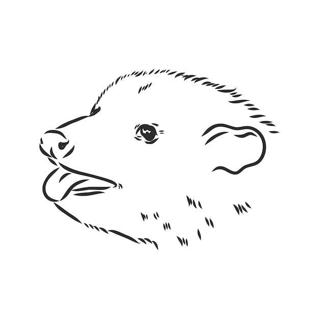 Illustrazione vettoriale di opossum muso di opossum di schizzo vettoriale