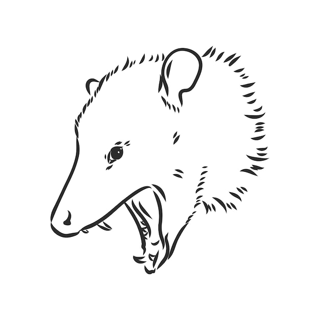 Vector sketch possum muzzle possum vector illustration