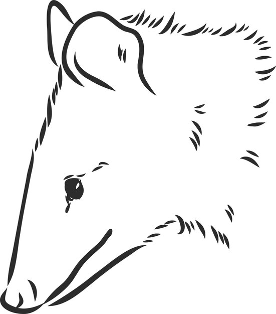 Vector sketch possum muzzle possum vector illustration