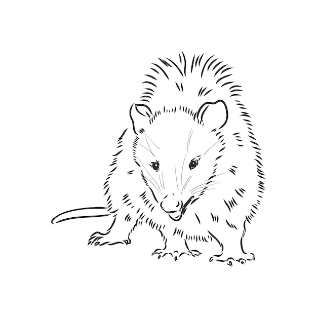 Illustrazione vettoriale di opossum muso di opossum di schizzo vettoriale