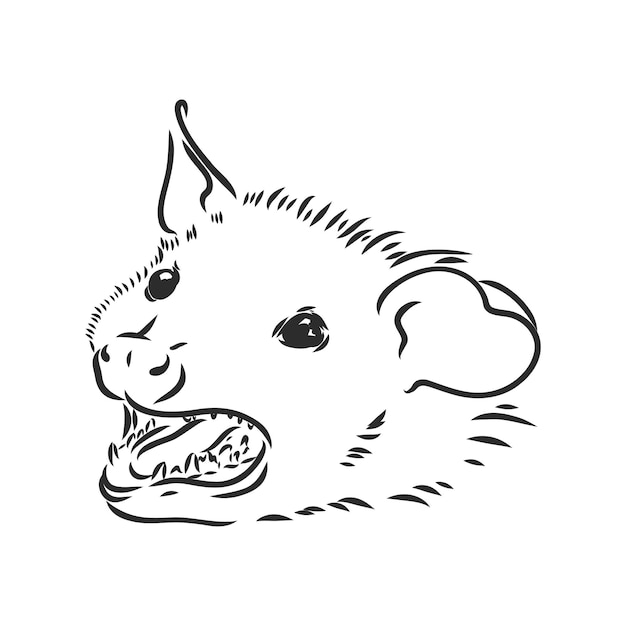 Vector sketch possum muzzle possum vector illustration