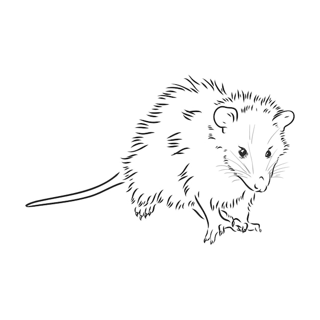 Vector sketch possum muzzle possum vector illustration