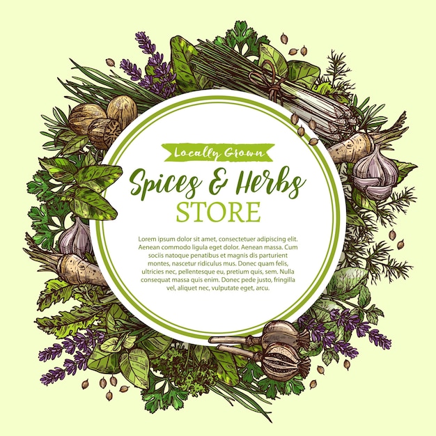 Vector vector sketch poster for spices and herbs store