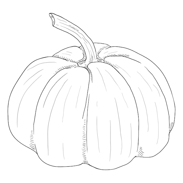 Vector Sketch Pumpkin