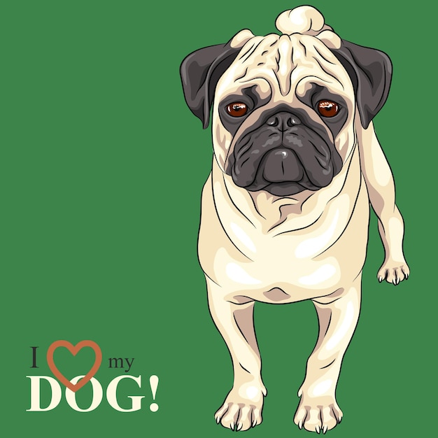 Vector sketch serious dog fawn pug breed