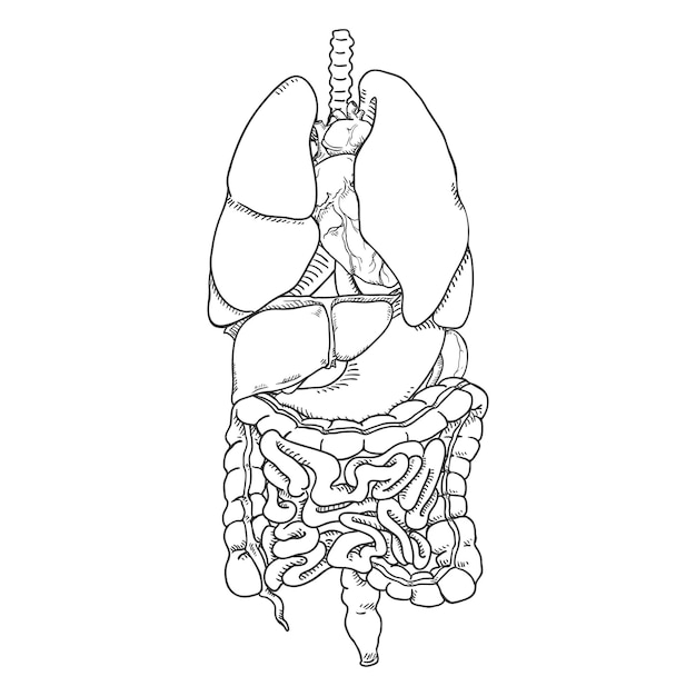 Insieme di schizzo di vettore degli organi umani anatomici