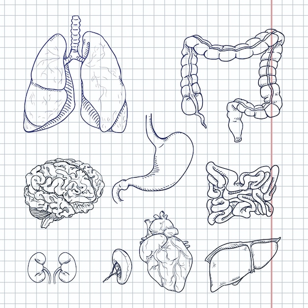 ベクトル 解剖学的人間の臓器医学イラストのベクター スケッチ セット