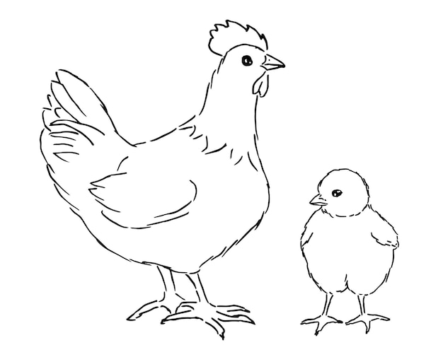 Vector Sketch Set of Poultry Birds Chick and Hen Chicken Illustrations