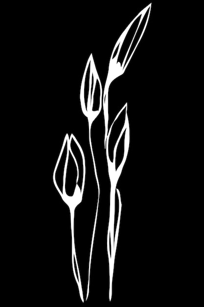 Vector sketch spring flower snowdrop