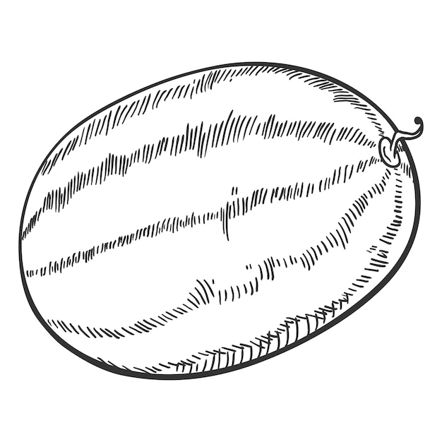 Vector sketch whole watermelon