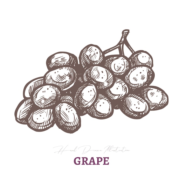 Vector sketch of wine grape brunch with. fresh juicy ripe berry fruit.