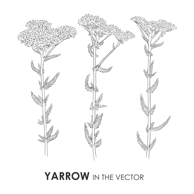 VECTOR SKETCH OF A YARROW ON A WHITE BACKGROUND