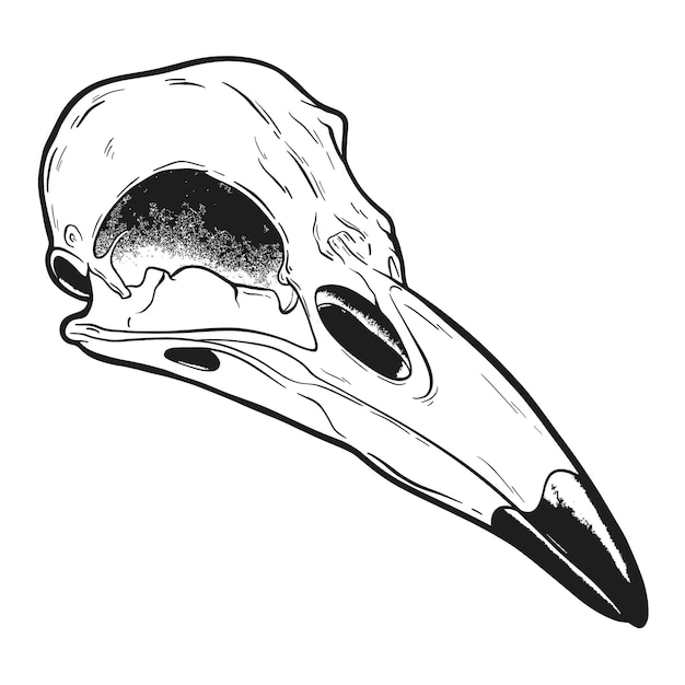 Vector skull ravens hand drawn sketch illustration