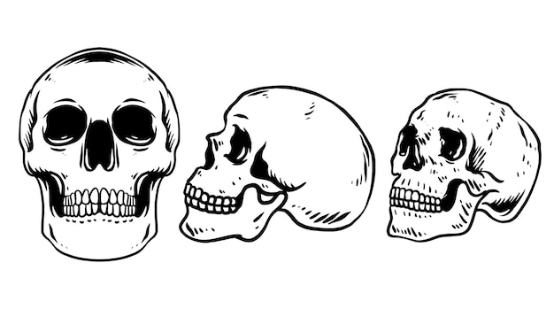 Vector skull set