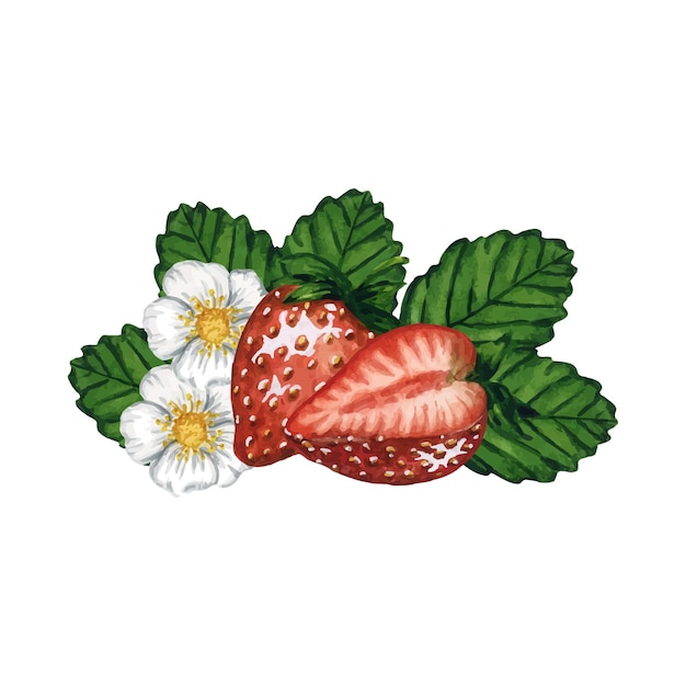 Vector vector strawberries with green leaves and blooming flowers hand drawn watercolor illustration