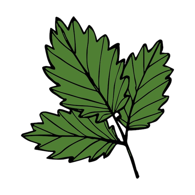 Векторный клипарт листьев клубники Ручной рисунок растений Для печати логотипа декора веб-дизайна